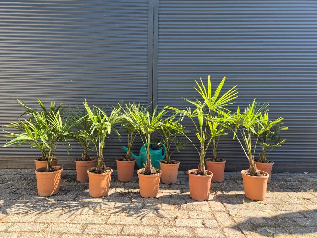 Palmboom Trachycarpus Fortunei chinese waaierpalm winterhard, Lente, Minder dan 100 cm, Palmboom, Ophalen