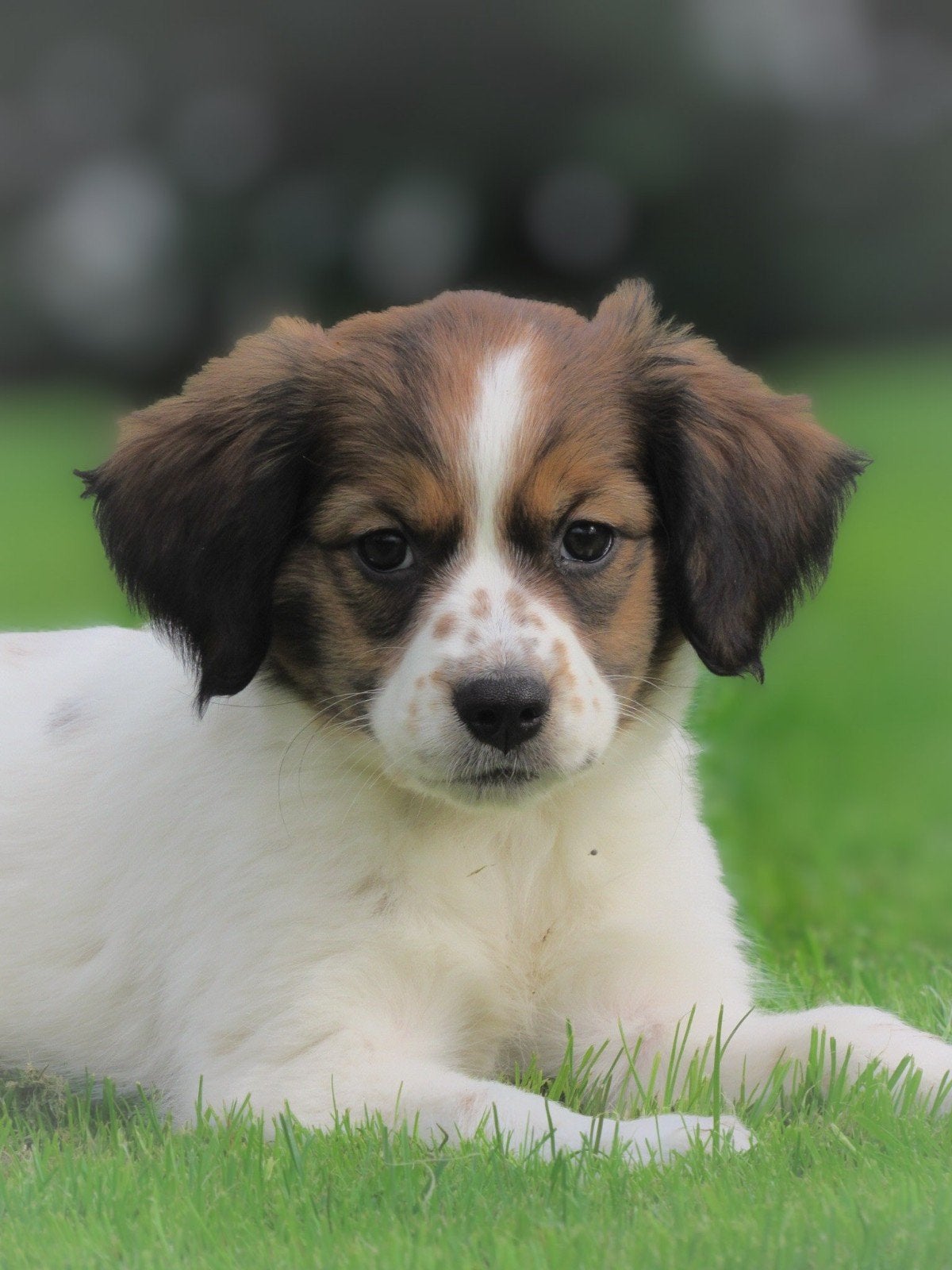 Vrolijk nestje Friese Stabij kruising pups mogen verhuizen, Parvo, Overige rassen, 8 tot 15 weken, Meerdere