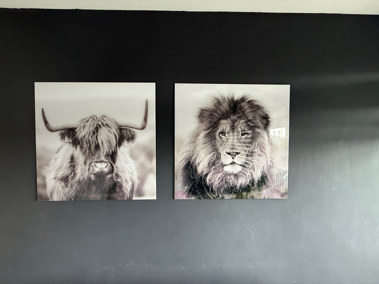 Set van 2: Leeuw en Schotse Hooglander wanddecoratie glas, Ophalen, Gebruikt, Print, 75 tot 100 cm