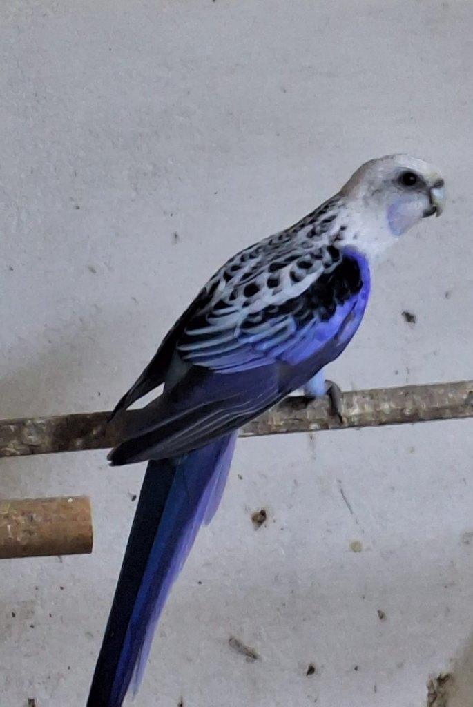 penant rosella, Dieren en Toebehoren, Vogels | Parkieten en Papegaaien, Mannelijk, Parkiet, Geringd