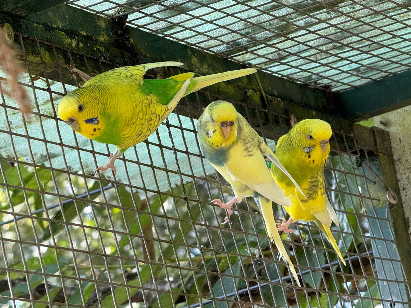 grasparkieten 3x pop, Dieren en Toebehoren, Vogels | Parkieten en Papegaaien, Meerdere dieren, Parkiet