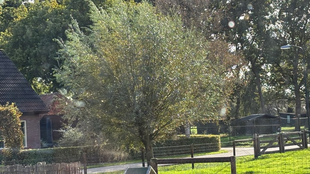 Gratis wilgentakken  begin november, Tuin en Terras, Ophalen of Verzenden, Volle zon, Overige soorten