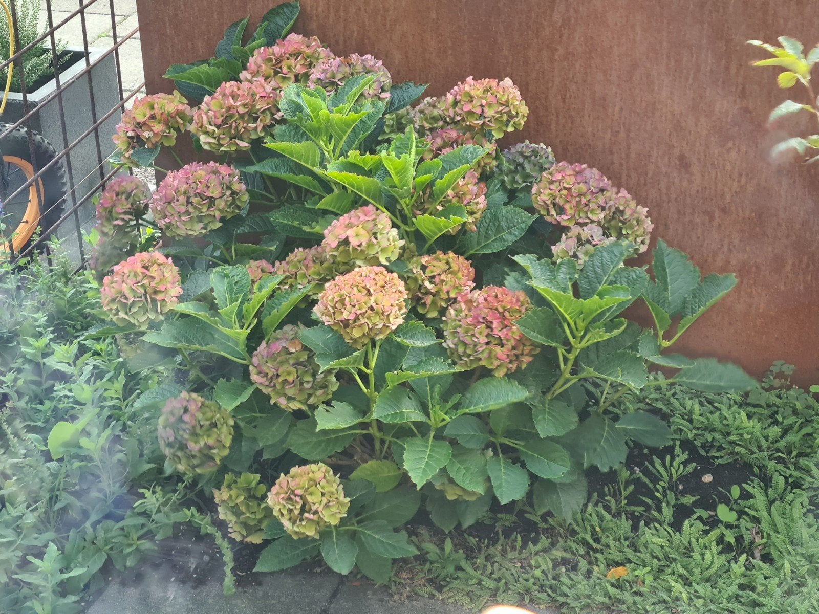 2 grote hortensia's tuinplanten roze bloemen, Vaste plant, Halfschaduw, Zomer, Ophalen