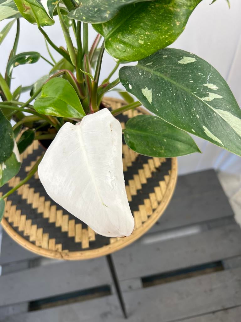 Philodendron White Princess - 12 cm pot, 20 cm hoog, Overige soorten, In pot, Minder dan 100 cm, Groene kamerplant