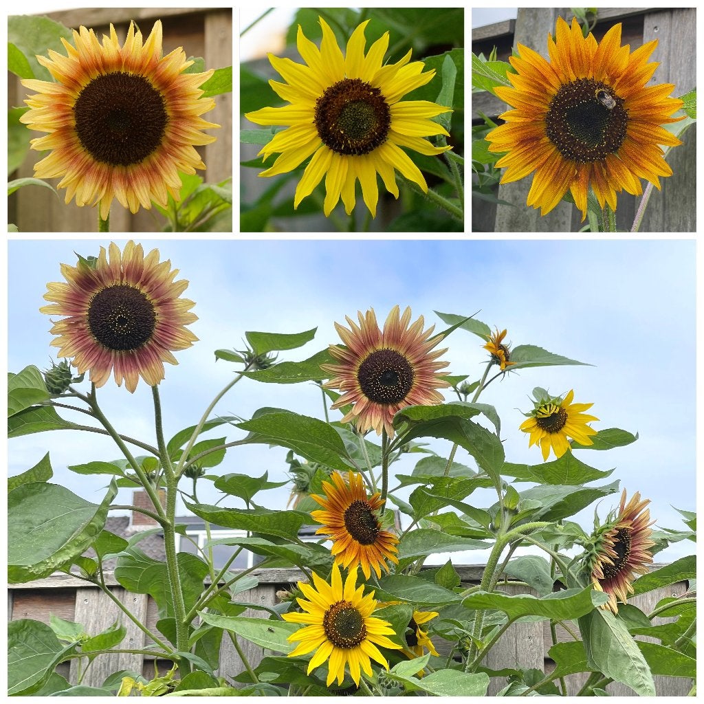 Zaden zonnebloem hoog mix (Helianthus annuus), Ophalen of Verzenden, Voorjaar, Volle zon, Zaad
