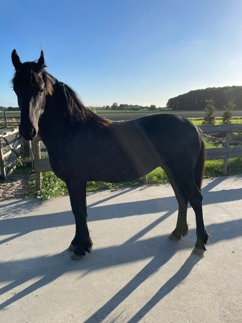 Fries merrie veulen te koop net 1 jaar oud, prijs € 900,-, Dieren en Toebehoren, Paarden, Merrie, Met stamboom, 0 tot 2 jaar, 170 tot 175 cm