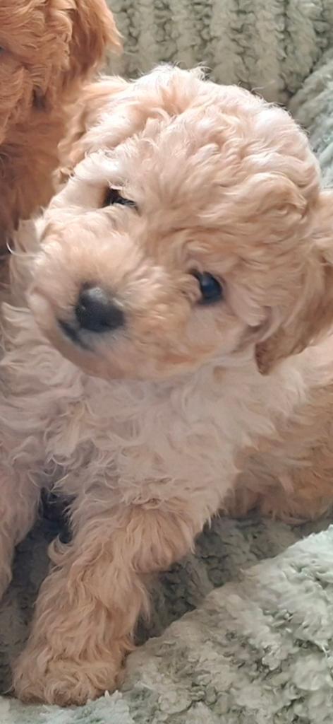 De liefste Poedeltjes, Poedel, 8 tot 15 weken, Parvo, Meerdere