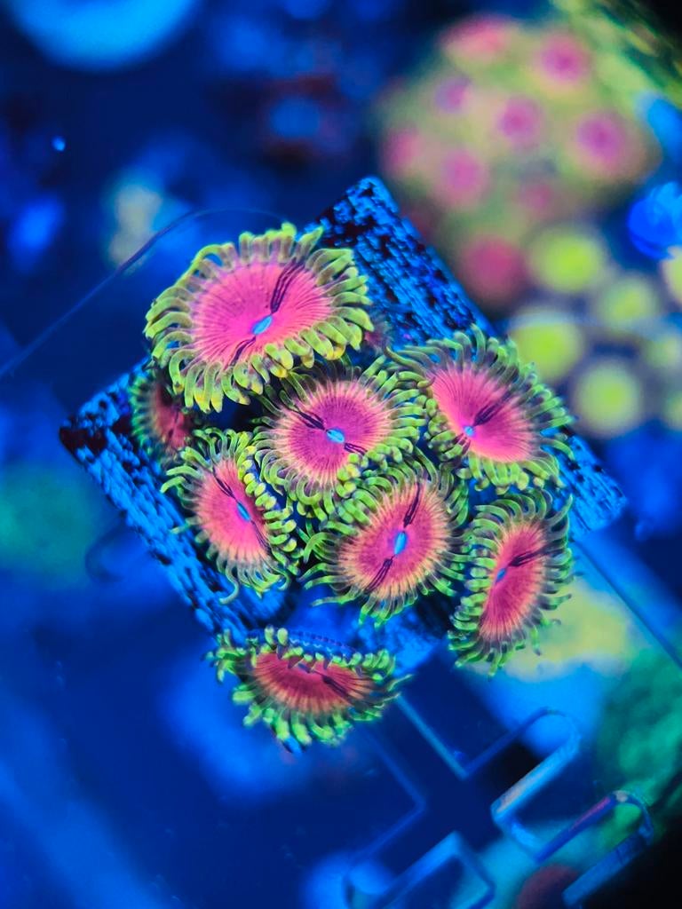 Zoanthus koraal stekken, Dieren en Toebehoren, Overige typen, Zoutwatervis