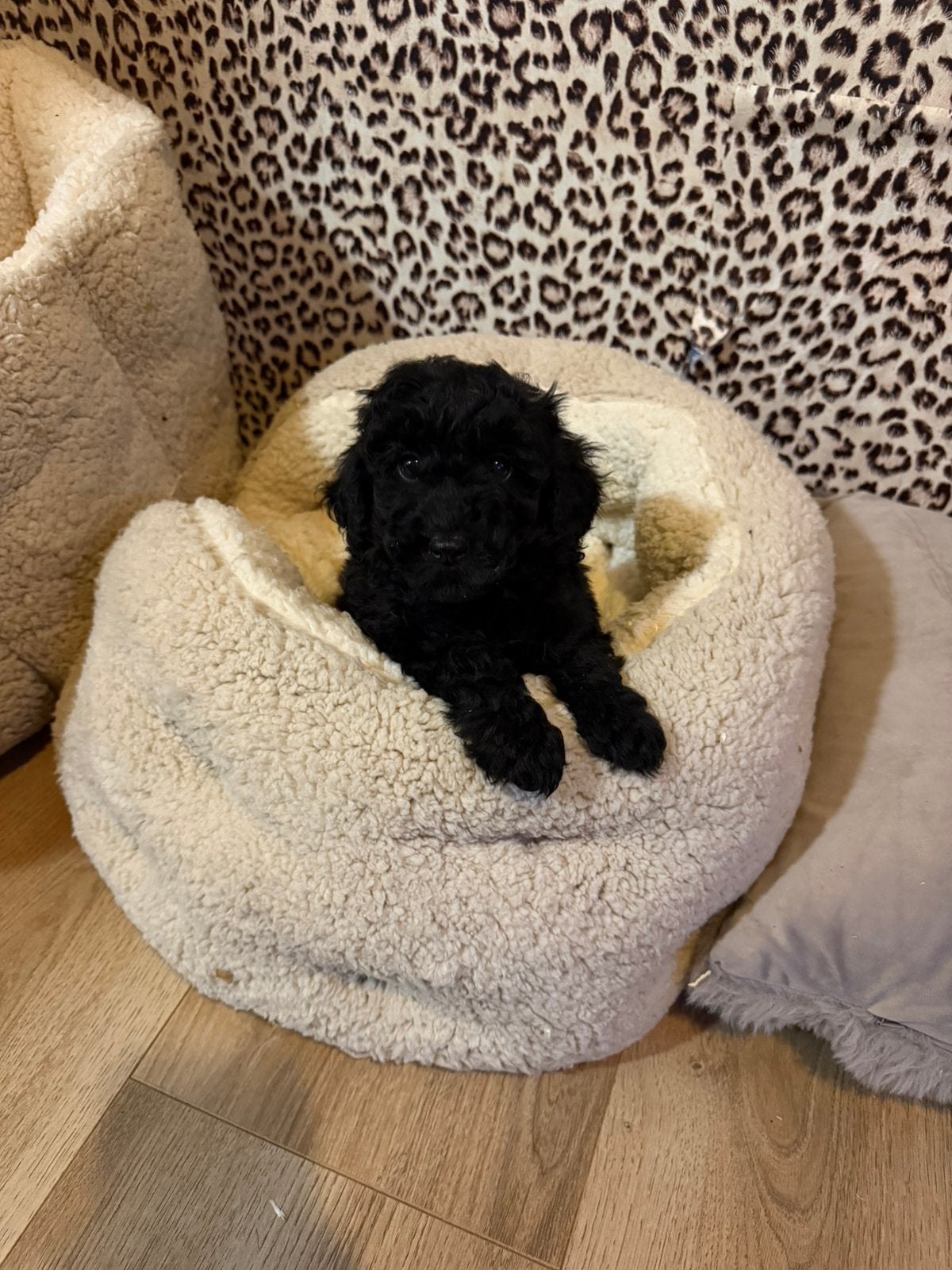 Maltipoo pups, maltipoo x toy poedel, Nederland, Overige rassen, CDV (hondenziekte), 8 tot 15 weken