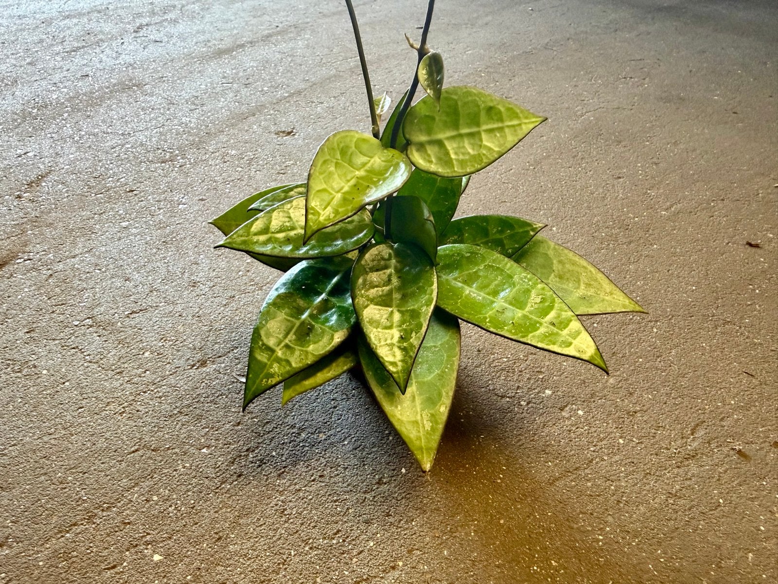 Hoya Black Margin p6, Ophalen of Verzenden