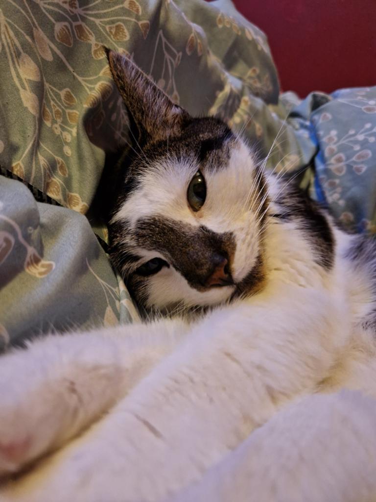 GEZOCHT , gouden mandje voor onze 2 lieve katten!, Dieren en Toebehoren, Meerdere dieren, Kortharig, 3 tot 5 jaar