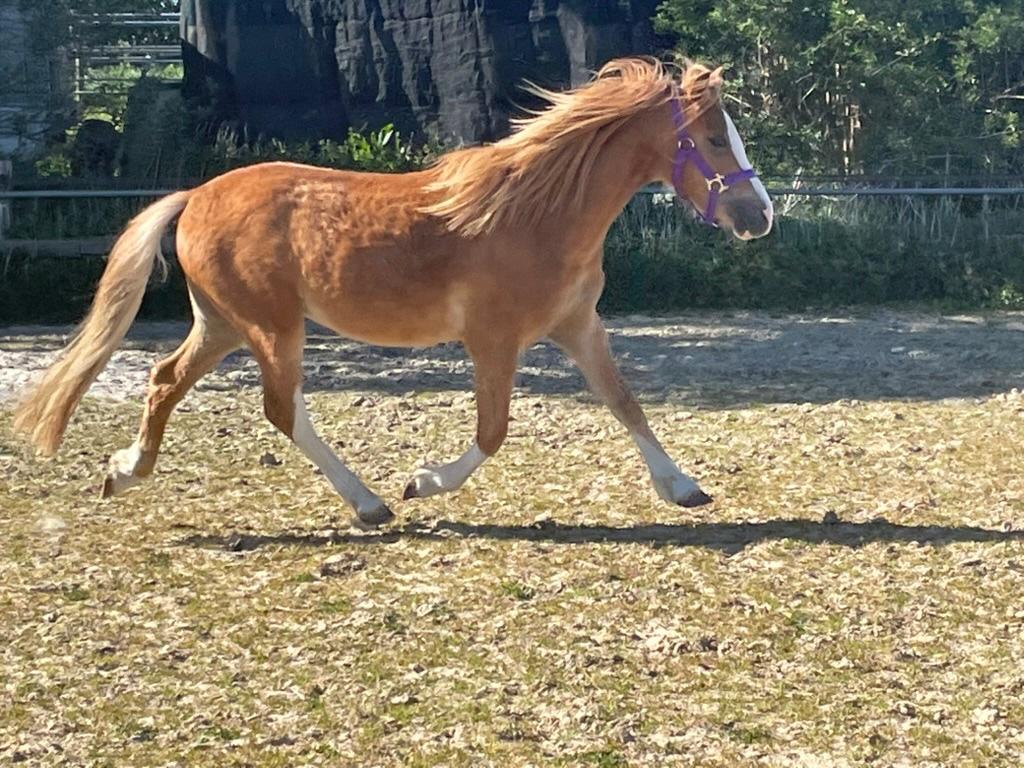 Knappe 3 jarige Welsh pony (ruin) te koop, Dieren en Toebehoren, Pony's, Met stamboom, Ruin, A pony (tot 1.17m), 3 tot 6 jaar