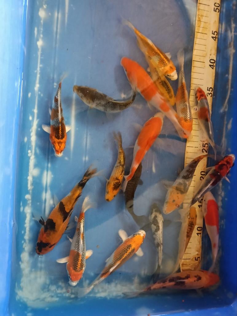 Koi karpers, Dieren en Toebehoren, Karper of Koi