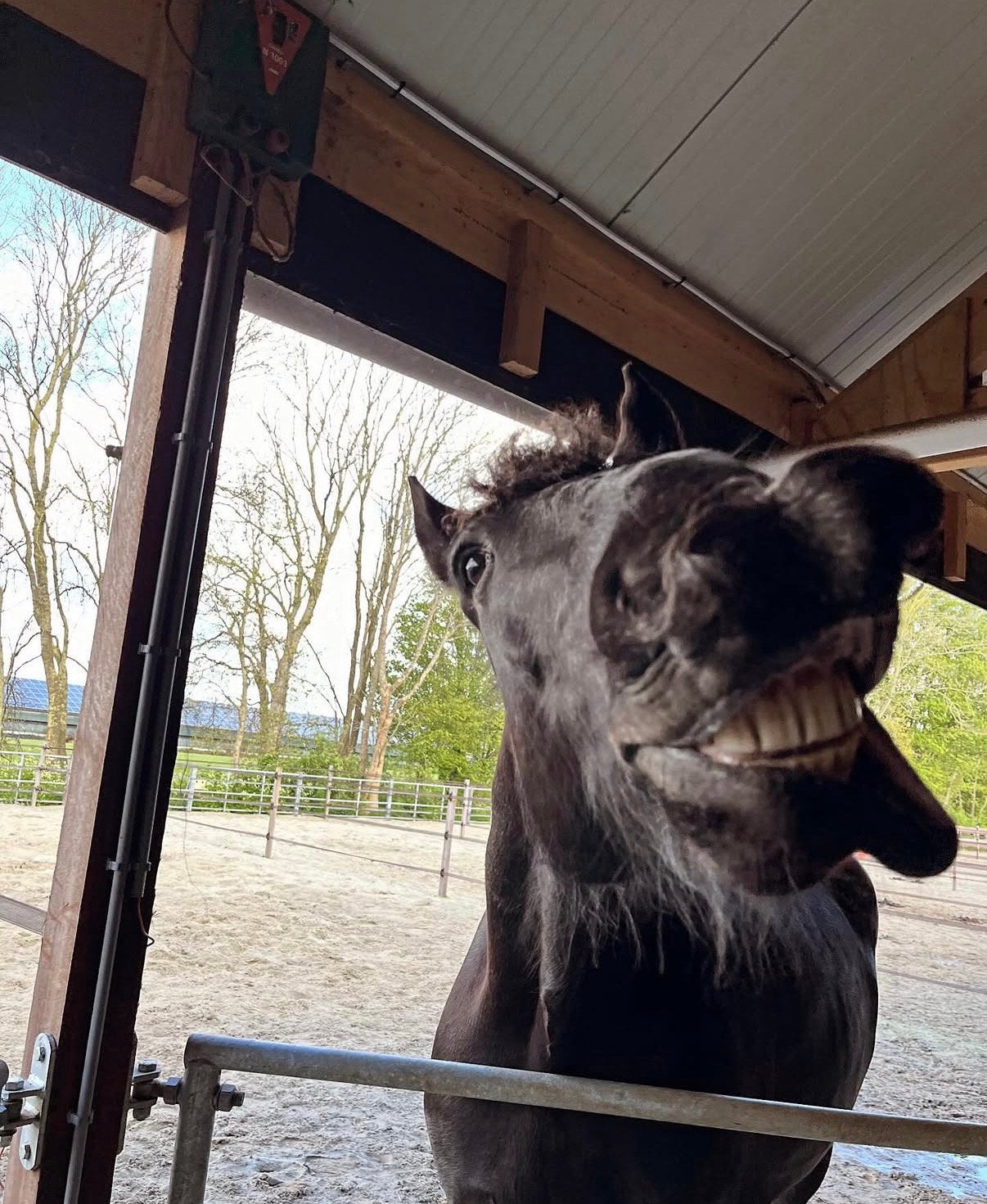 Gezocht: fijne plek voor mijn lieve ruin!, Dieren en Toebehoren, Stalling en Weidegang