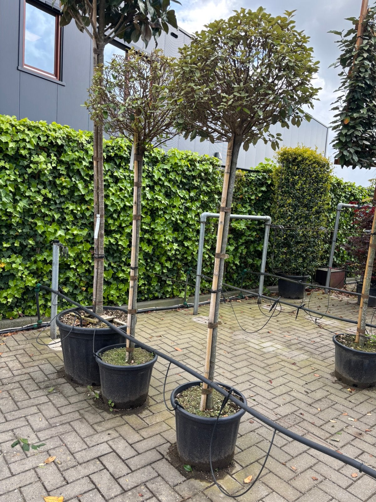 Elaeagnus ebb Compacta / Olijfwilg 150 stam, 100 tot 250 cm, Ophalen, Volle zon, In pot