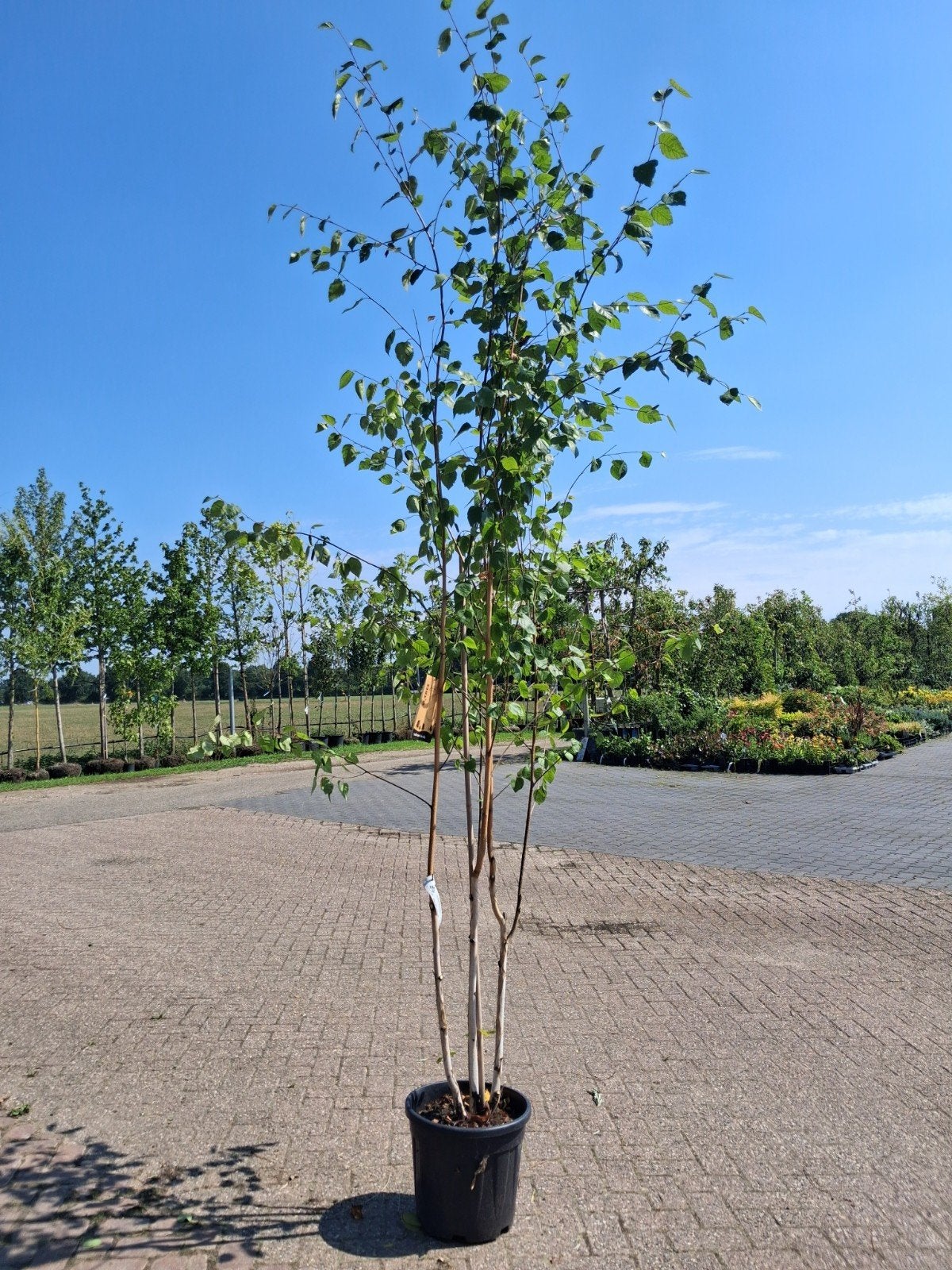 Betula utilis 'Jacquemontii' - Witte Himalayaberk, Lente, 250 tot 400 cm, Volle zon, In pot