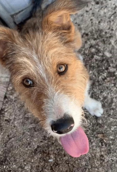 VERMIST: Caramelo, Hond