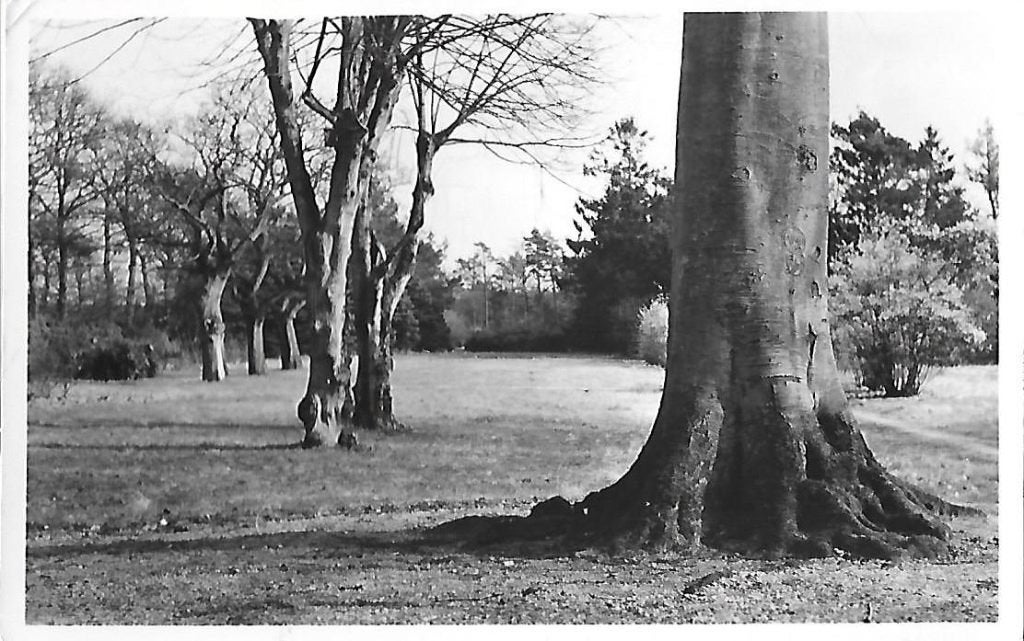 Oldebroek Wandelpark oude Ansichtkaart (974 ), Verzamelen, Ophalen of Verzenden, 1960 tot 1980, Gelopen