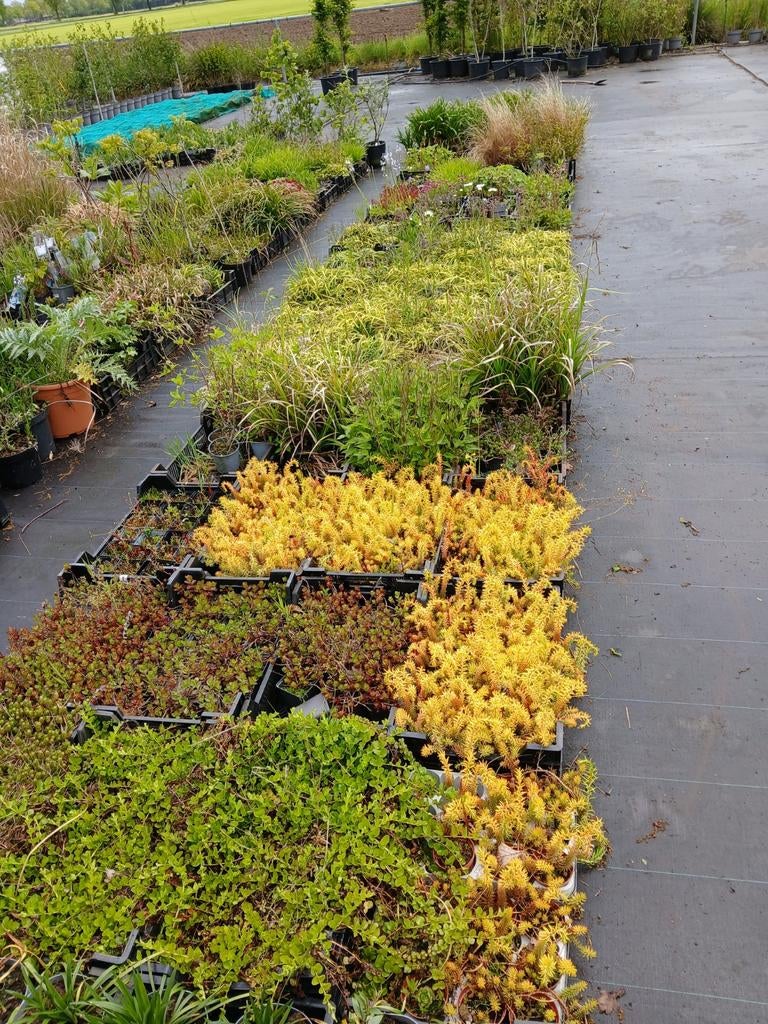 Restpartij 1000 Vaste Planten van Kwekerij 600 euro, Tuin en Terras, Planten | Tuinplanten, Ophalen, Vaste plant, Overige soorten