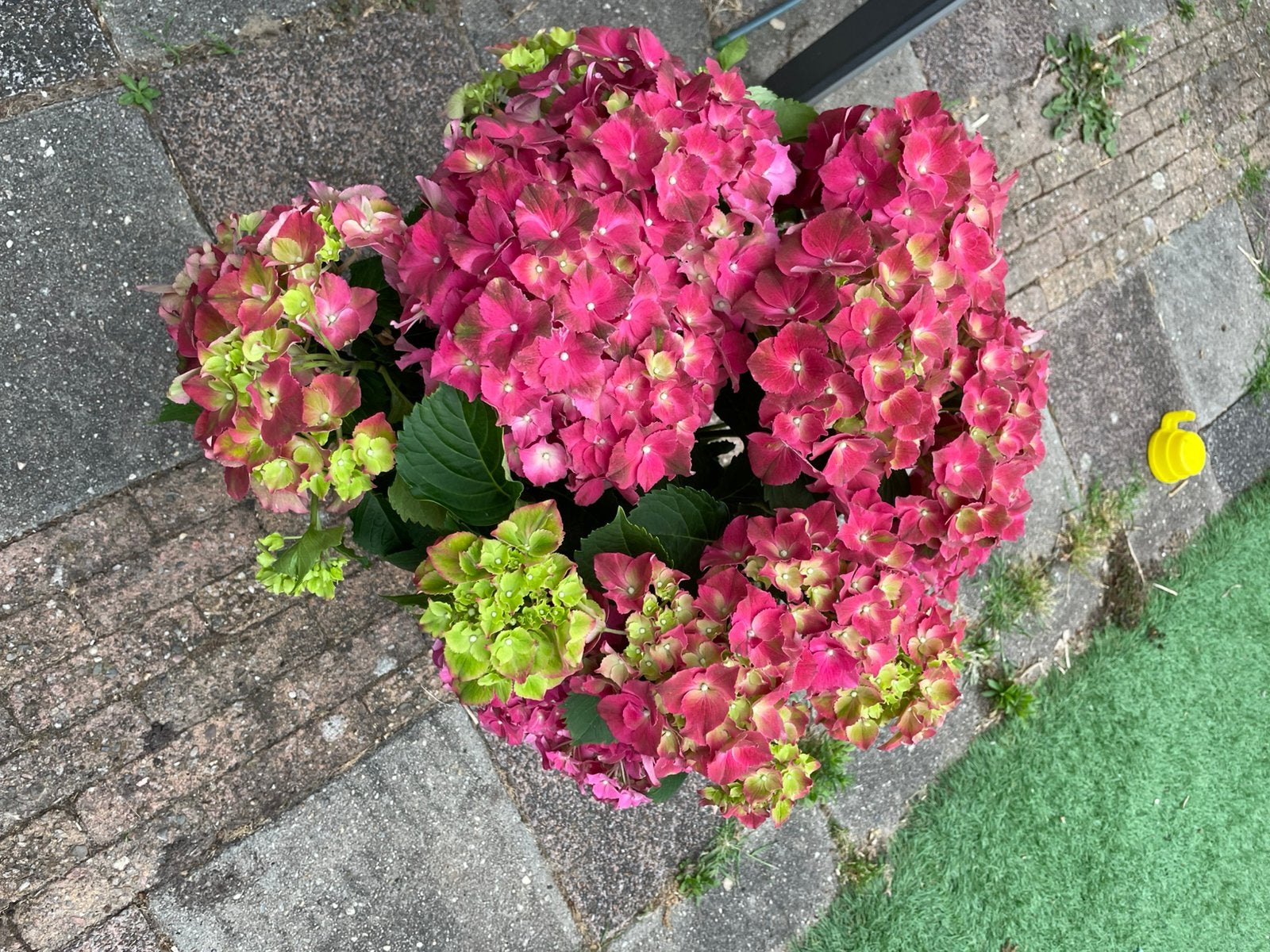 Grote rood hortensia, Ophalen, Overige soorten, Halfschaduw