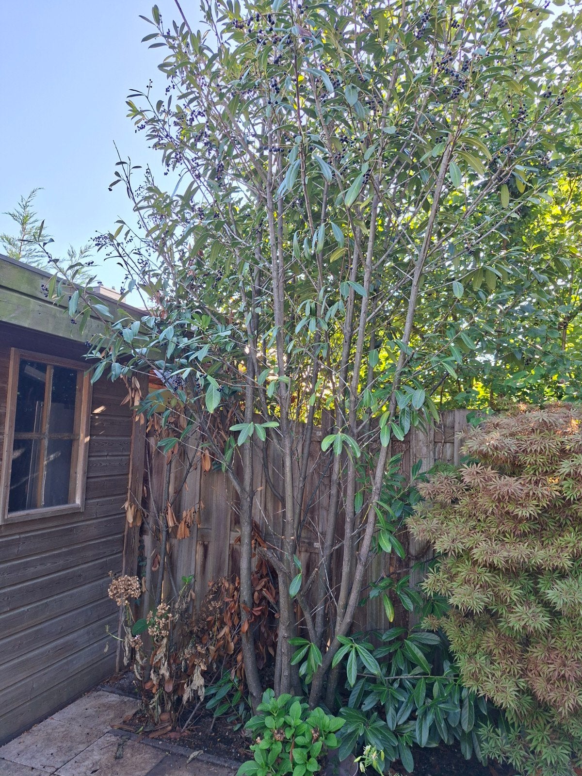 Gratis afhalen boom, waarschijnlijk laurier, Tuin en Terras, Planten | Bomen, Ophalen, Volle zon, Overige soorten