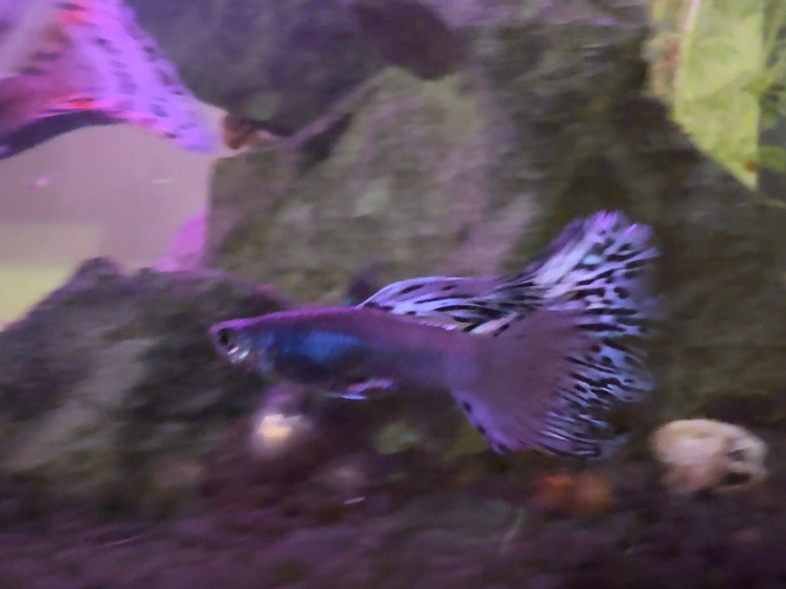 Guppen mannetjes en vrouwtjes. Baby guppy’s, Dieren en Toebehoren, Vis