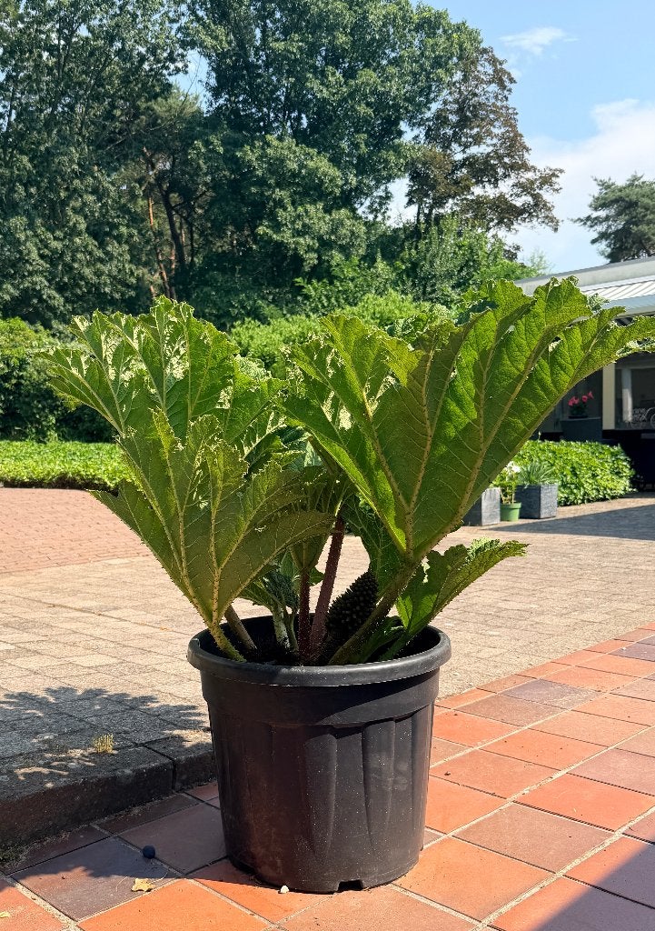 Gunnera  manicata, Volle zon, Vaste plant, Zomer, Ophalen