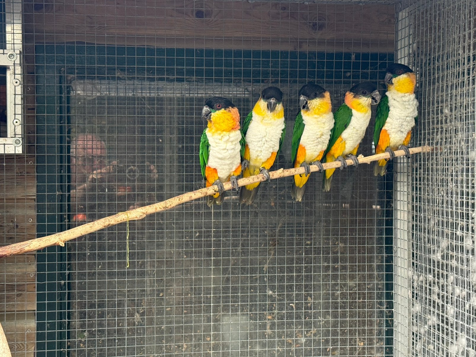 Te koop jonge Caiques van 2026., Meerdere dieren, Papegaai, Geringd