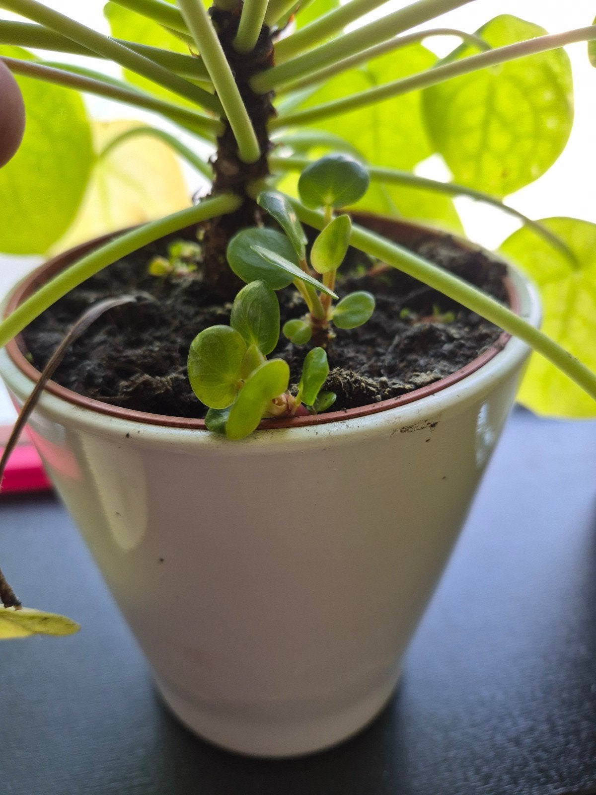 tekoop baby pannekoek planten, Ophalen of Verzenden, Halfschaduw, Minder dan 100 cm