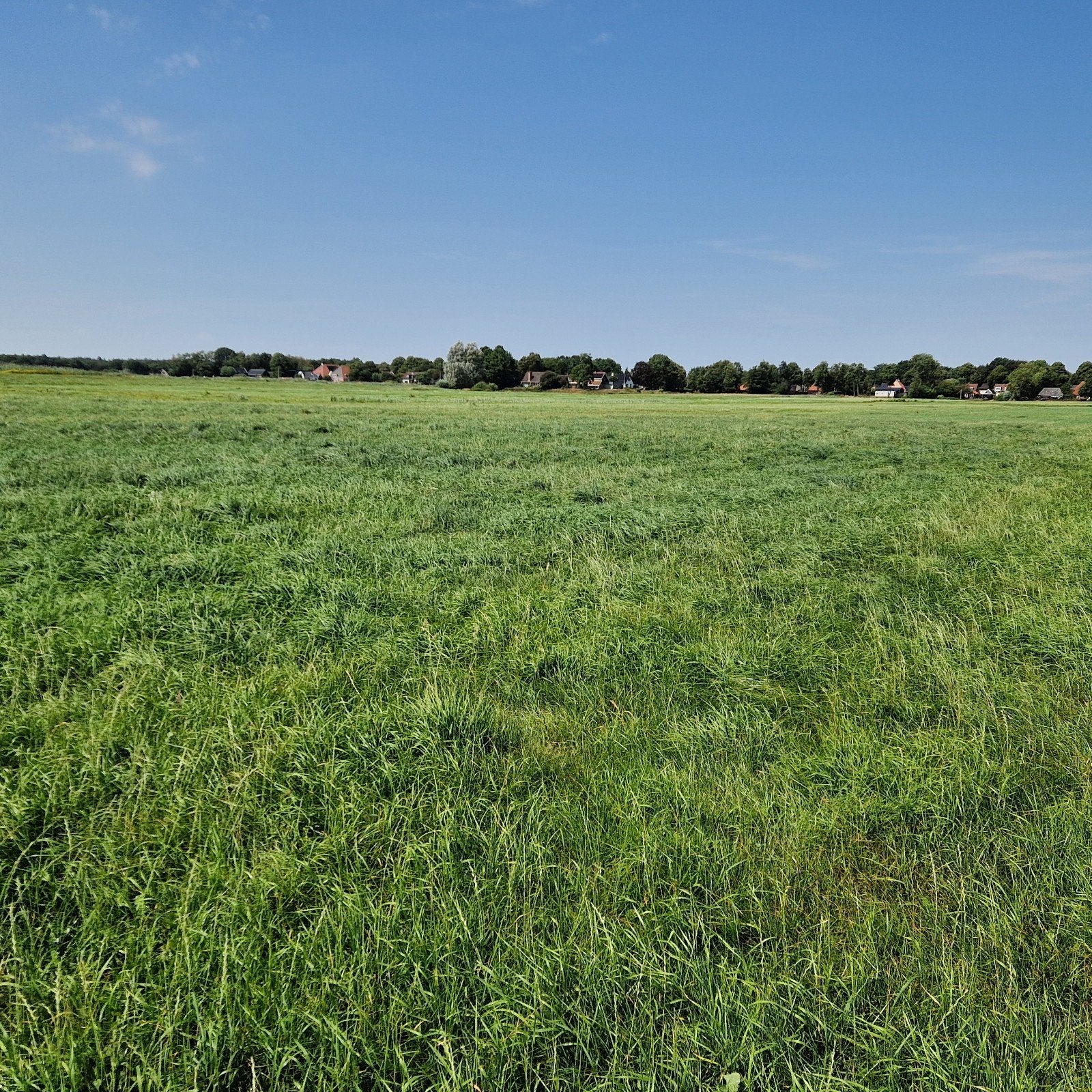 Mildam 30 ha Gras op stam, Ophalen, Vee