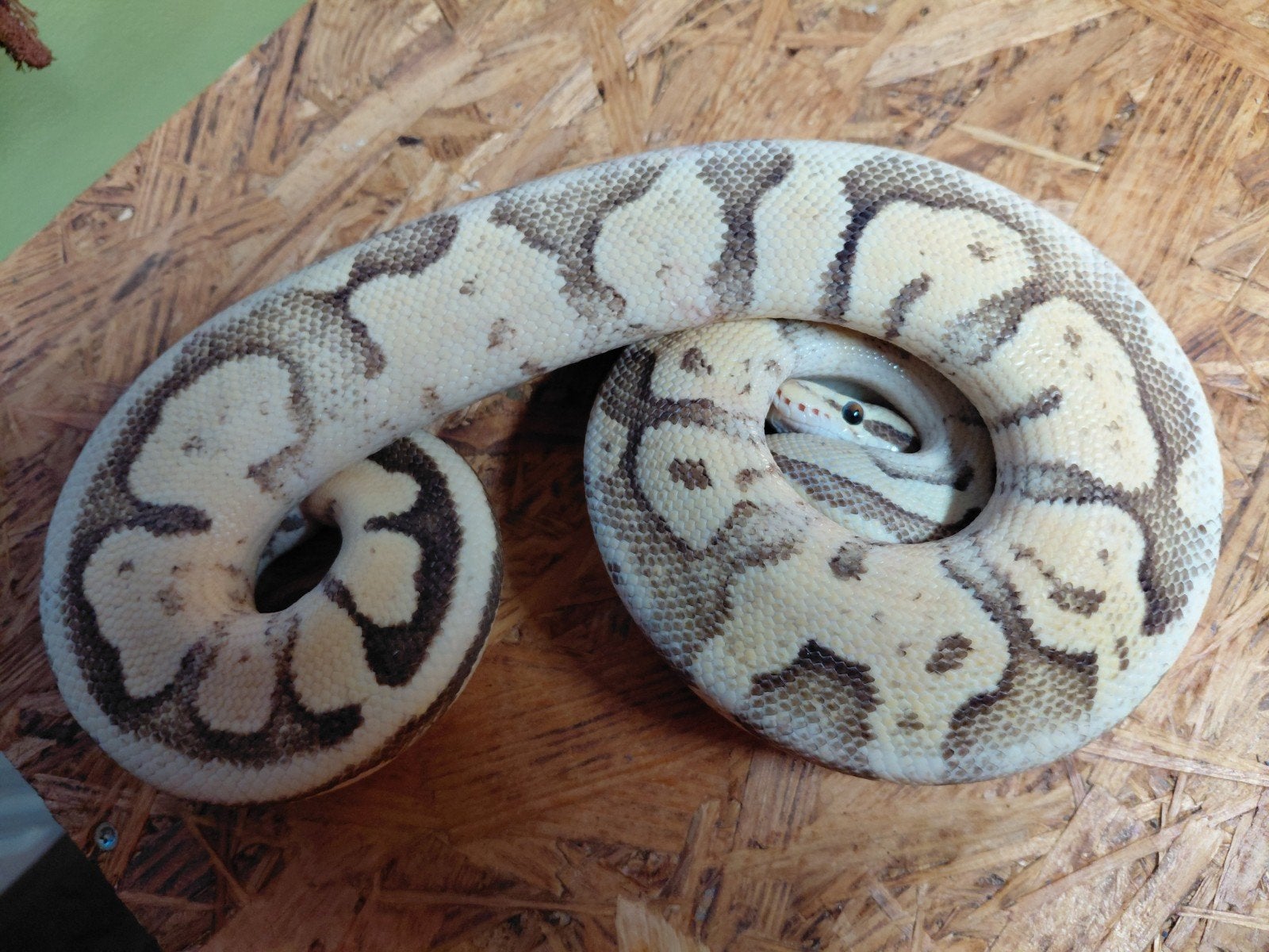 2 x koningspython,python regius Ball Python photo 2