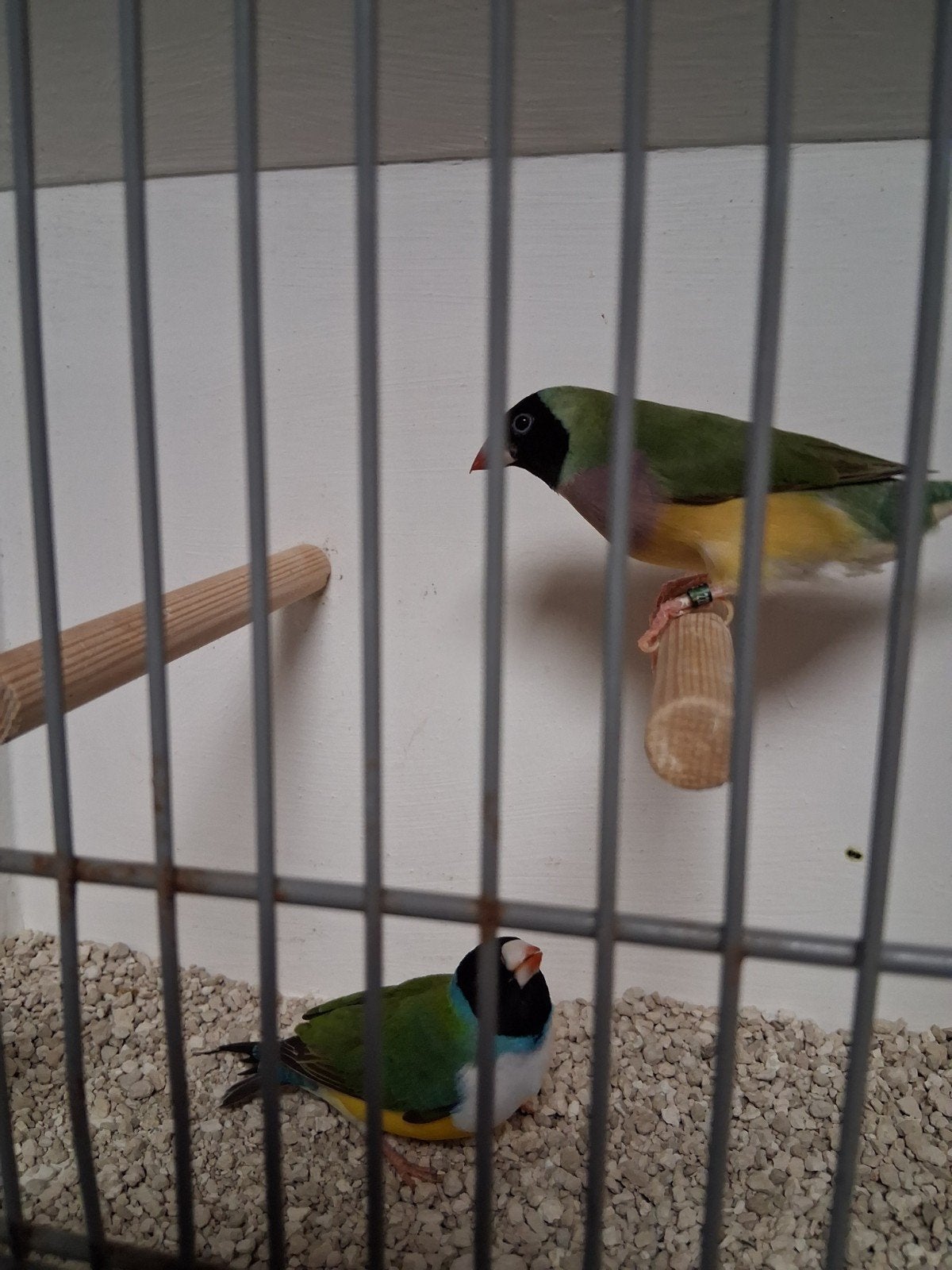 Mooi koppel gould amadines, Dieren en Toebehoren, Vogels | Overige Vogels, Meerdere dieren