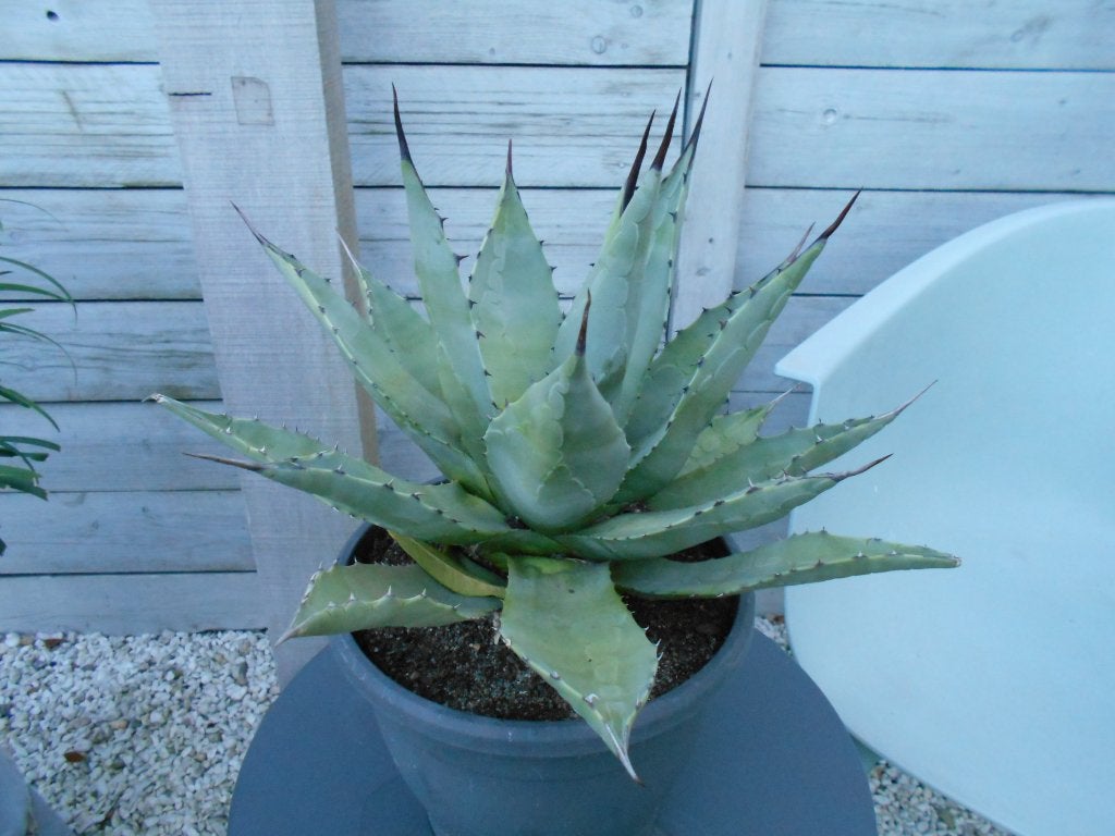 AGAVE PLANT CACTUS, Tuin en Terras, Planten | Tuinplanten, Volle zon, Vaste plant, Bloeit niet, Ophalen