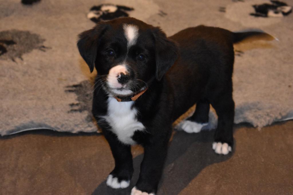 Prachtige boulab pups, Parvo, 8 tot 15 weken, Groot, Meerdere