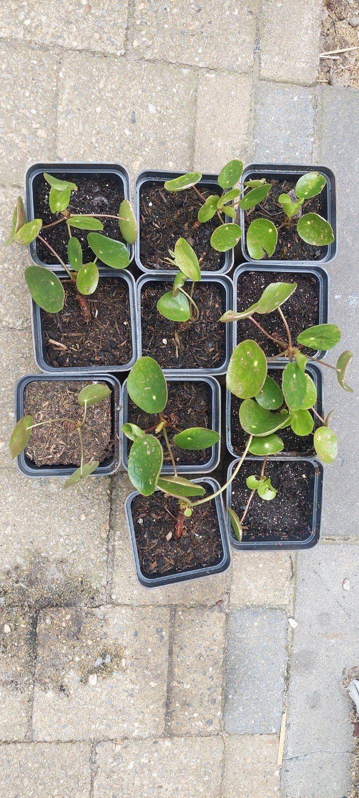 Pannenkoek plantjes, Ophalen, Minder dan 100 cm, Overige soorten, Zomer