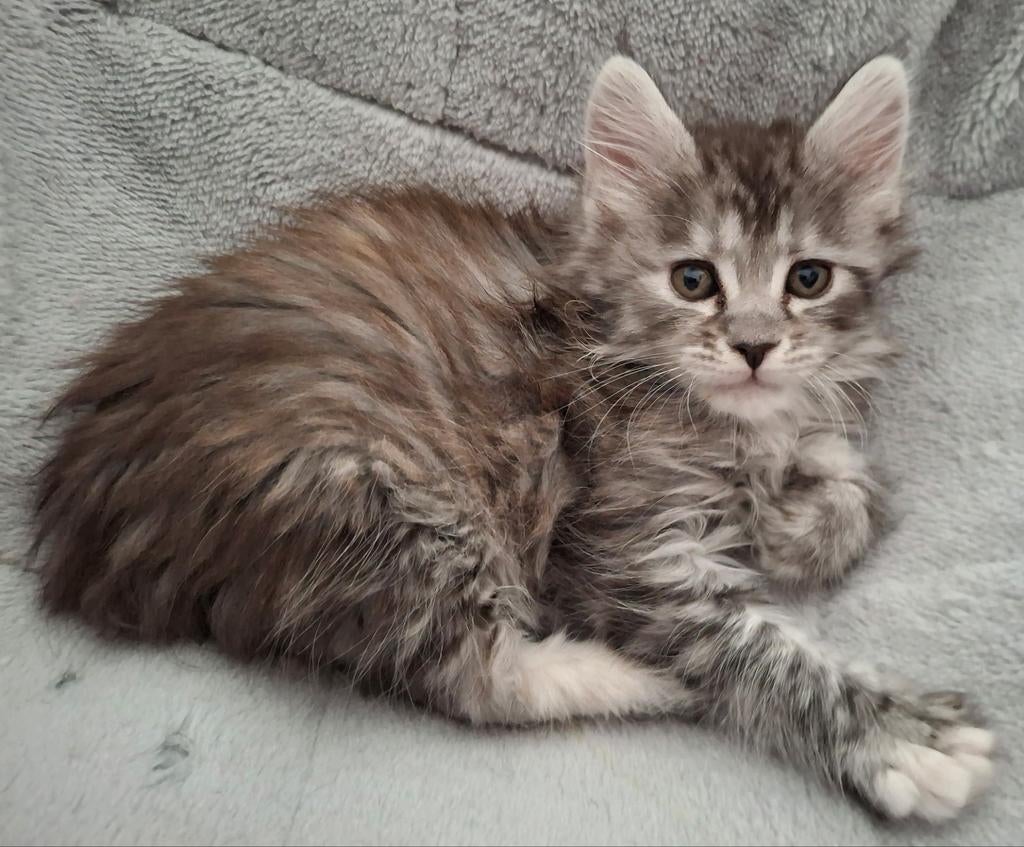 💯 % Maine Coon kitten 🐈‍⬛ Laatste vrouwtje 🩷, Poes, Ontwormd, 0 tot 2 jaar