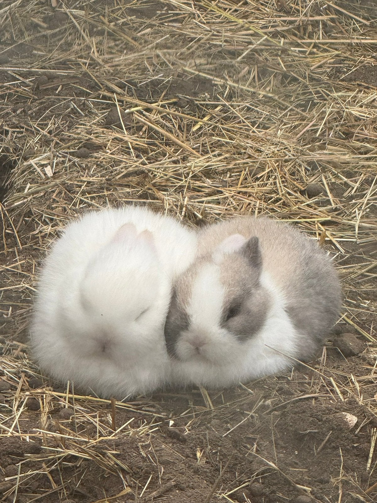 2 tamme dwerg konijntjes, Meerdere dieren, Dwerg