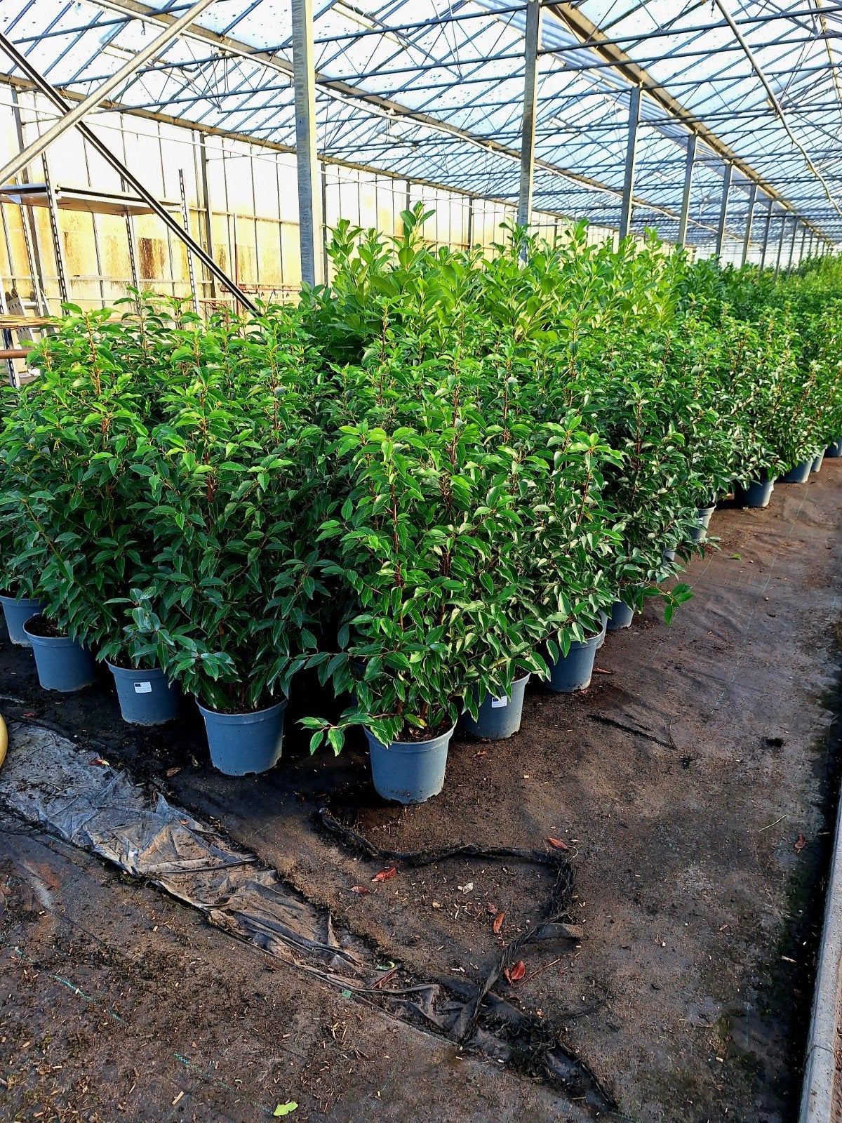 Prunus Lusitanica 'Angustifolia' ❗️🌳 Portugese Laurier🌳❗️, Tuin en Terras, Ophalen, Laurier, 100 tot 250 cm