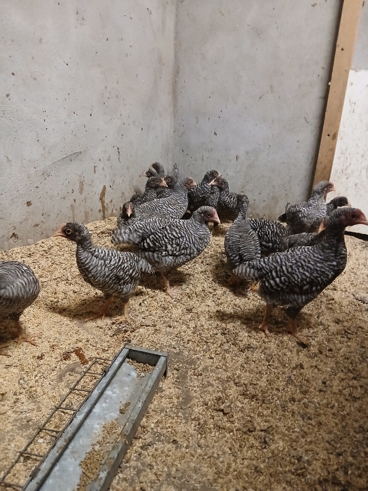 Mooie kuikens hanen en hennen, Dieren en Toebehoren, Meerdere dieren, Kip