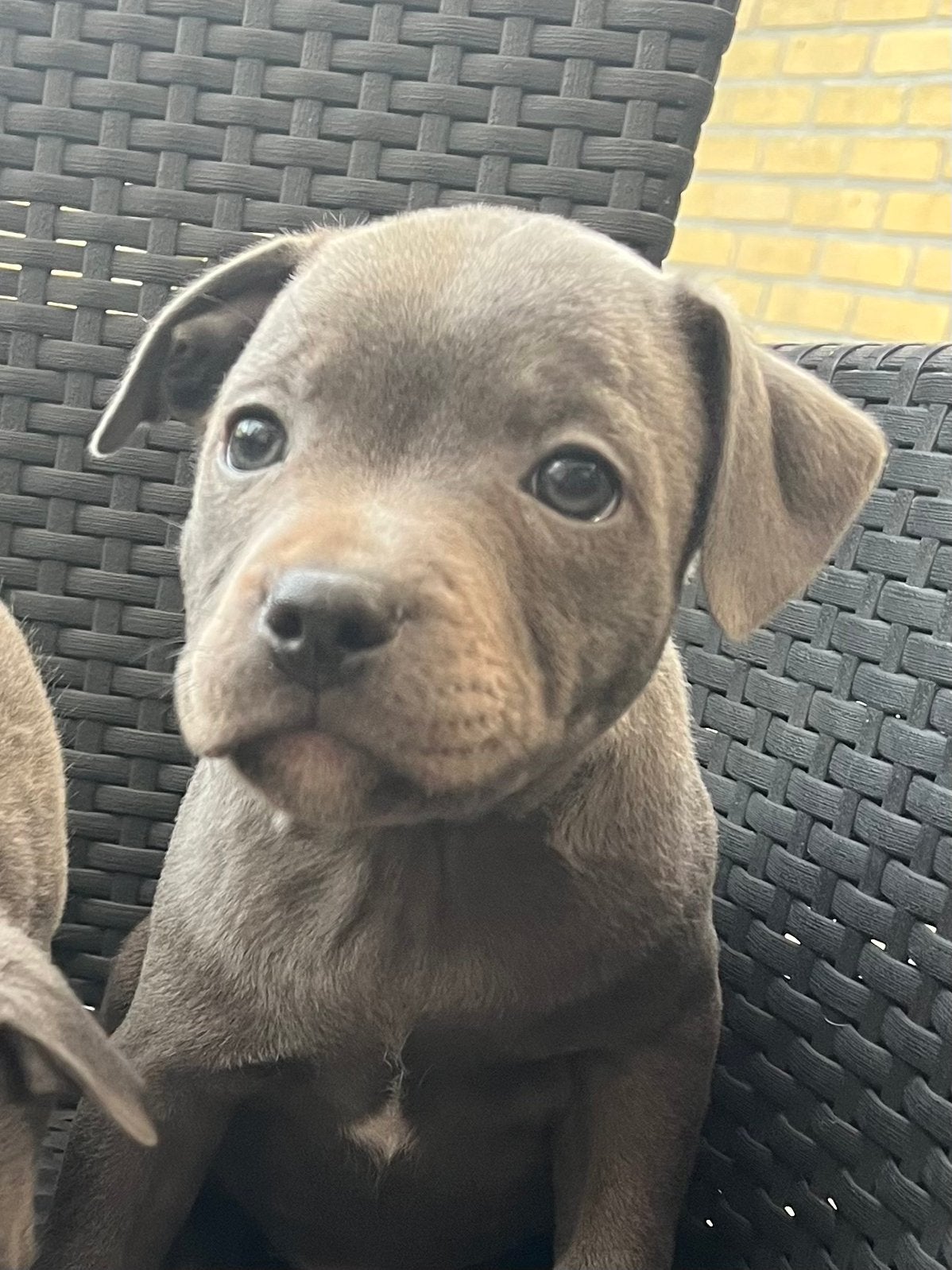 Blauwe engelse stafford pups met FCI stamboom, 8 tot 15 weken, Meerdere, Meerdere dieren, Parvo