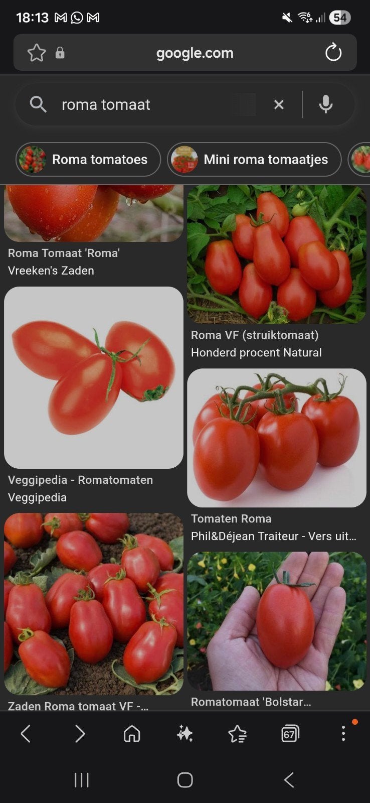 Tomaten planten, Ophalen, Eenjarig, Groenteplanten, Volle zon
