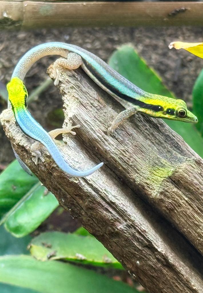 GERESERVEERD!!! 7 x Phelsuma Klemmeri, Overige soorten, Tam, 0 tot 2 jaar