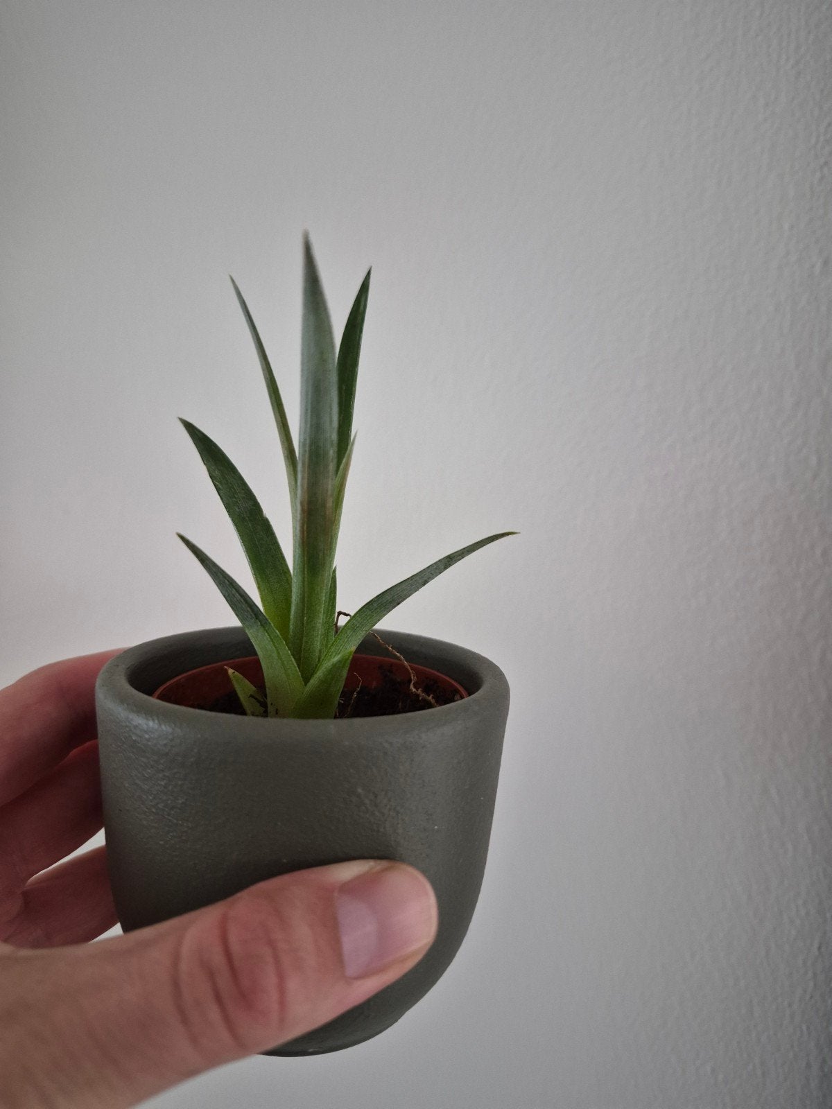 Stekje "annanasplant", Ophalen, Halfschaduw, Minder dan 100 cm