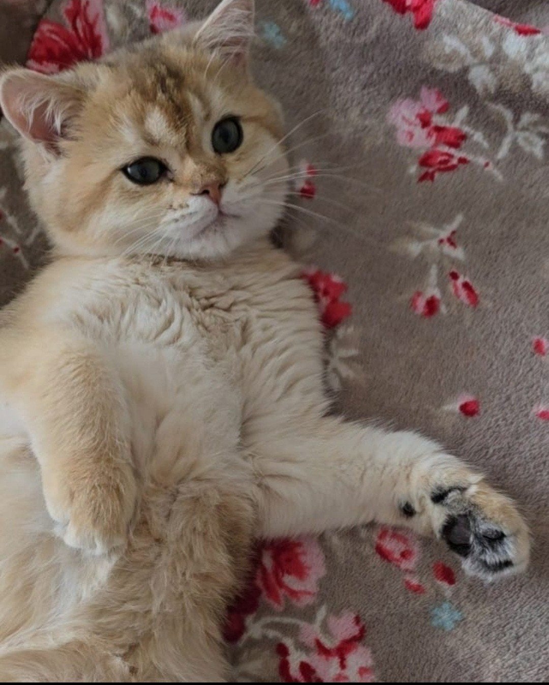 BRITSE KORTHAAR KITTENS,GOLDEN SCHADEDNY11,BLUE GOLDEN AY11, Dieren en Toebehoren, Katten en Kittens | Raskatten | Korthaar, Meerdere dieren