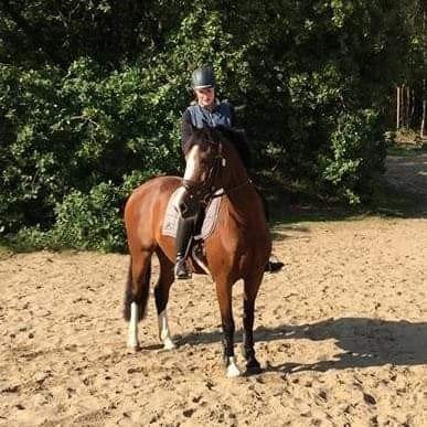 Bijrijdpony of paard gezocht, Dieren en Toebehoren, Ophalen