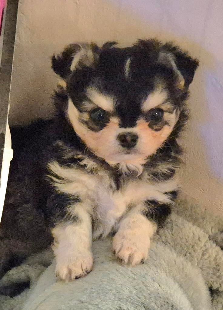 Prachtig huskykleurig chihuahua reutje, Parvo, Reu, 8 tot 15 weken, Eén hond