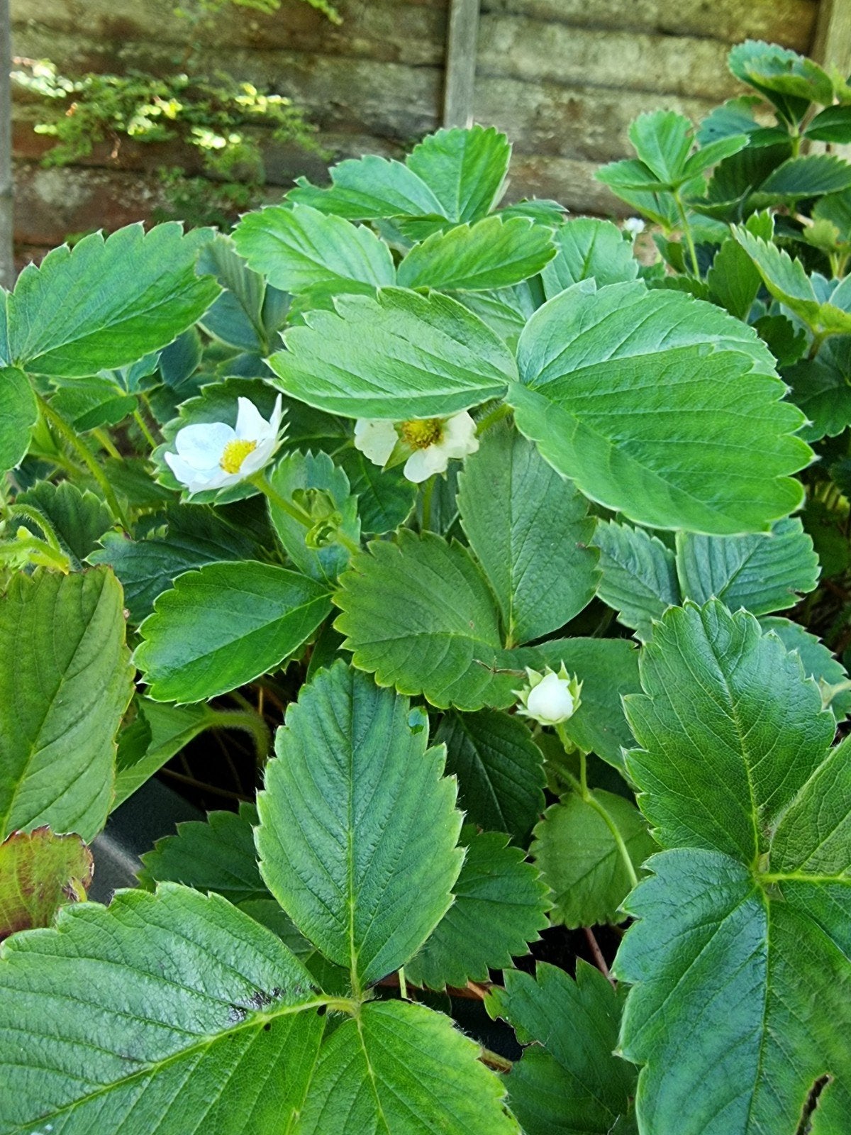 Doorbloeiende/doordragende aardbeiplanten, Ophalen, Vaste plant, Fruitplanten, Volle zon