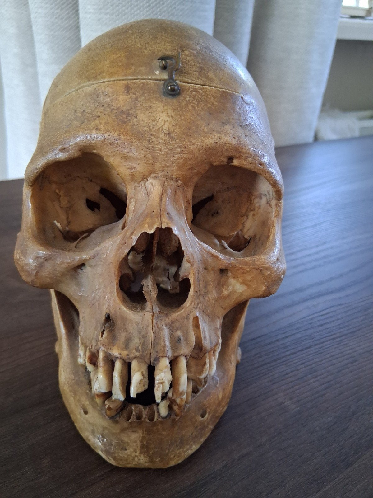 Vintage Anatomisch Schedelmodel - Medisch Onderwijs, Ophalen of Verzenden