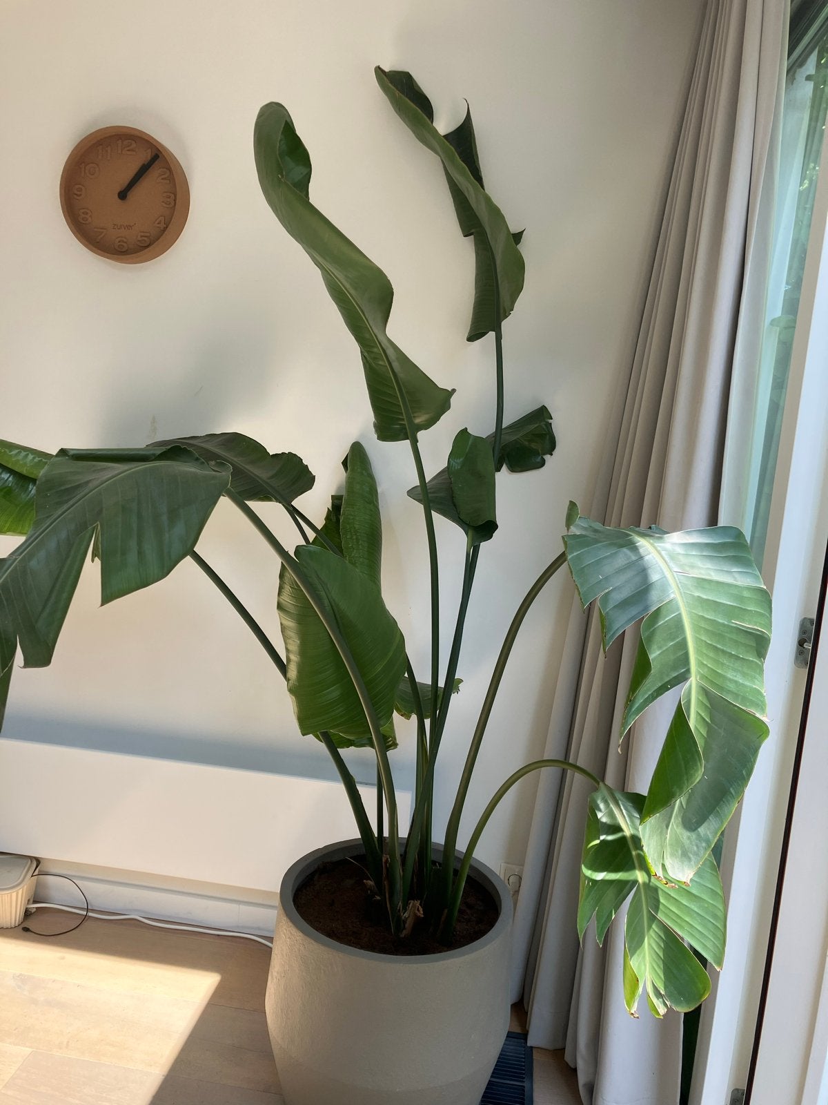 Grote Strelitzia Nicolai (Paradijsvogelplant), Ophalen, Overige soorten, Halfschaduw, In pot
