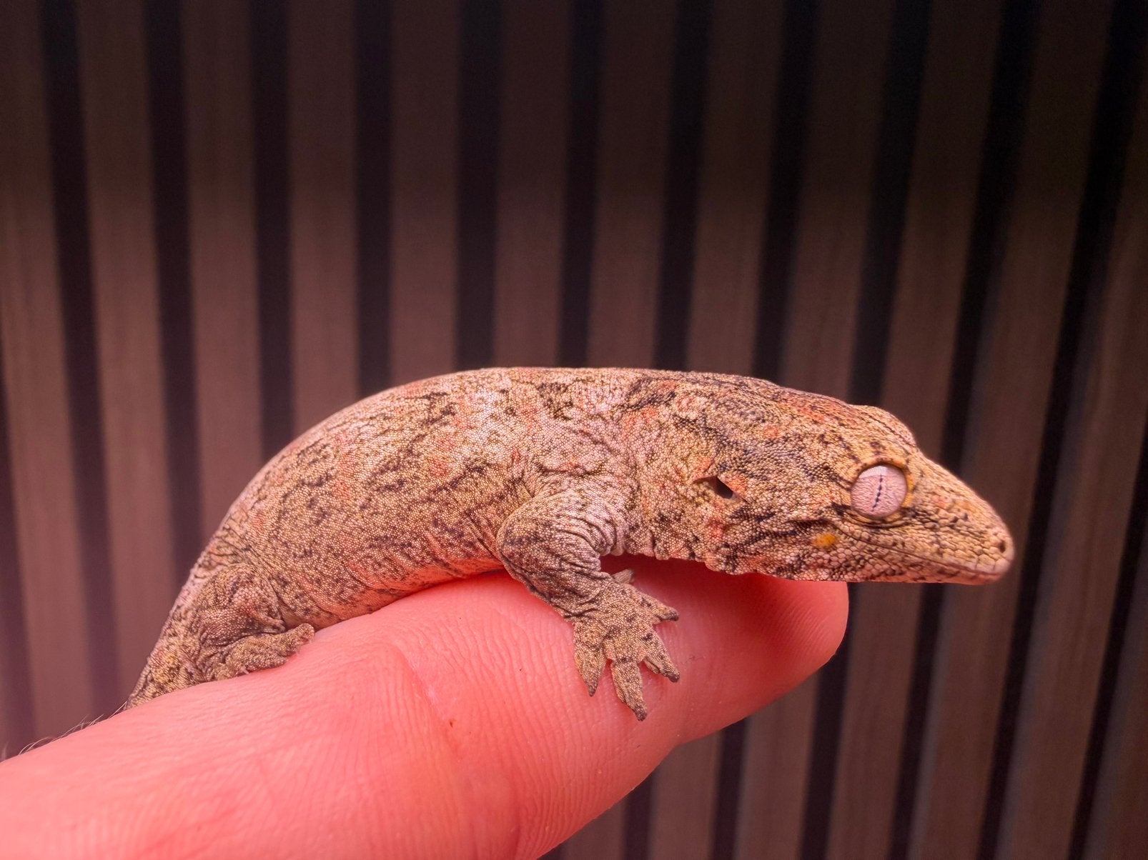 Leachianus Nuu Ana, Dieren en Toebehoren, 0 tot 2 jaar